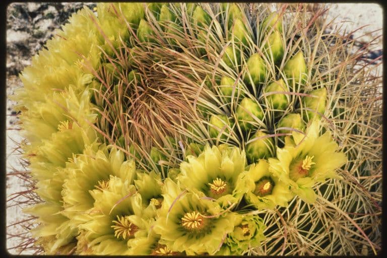Cactus barile di Leconte 10