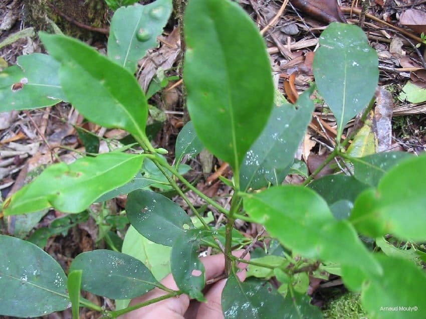 Cyclophyllum 3