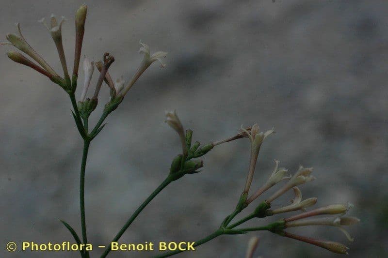 Asperula aristata 22