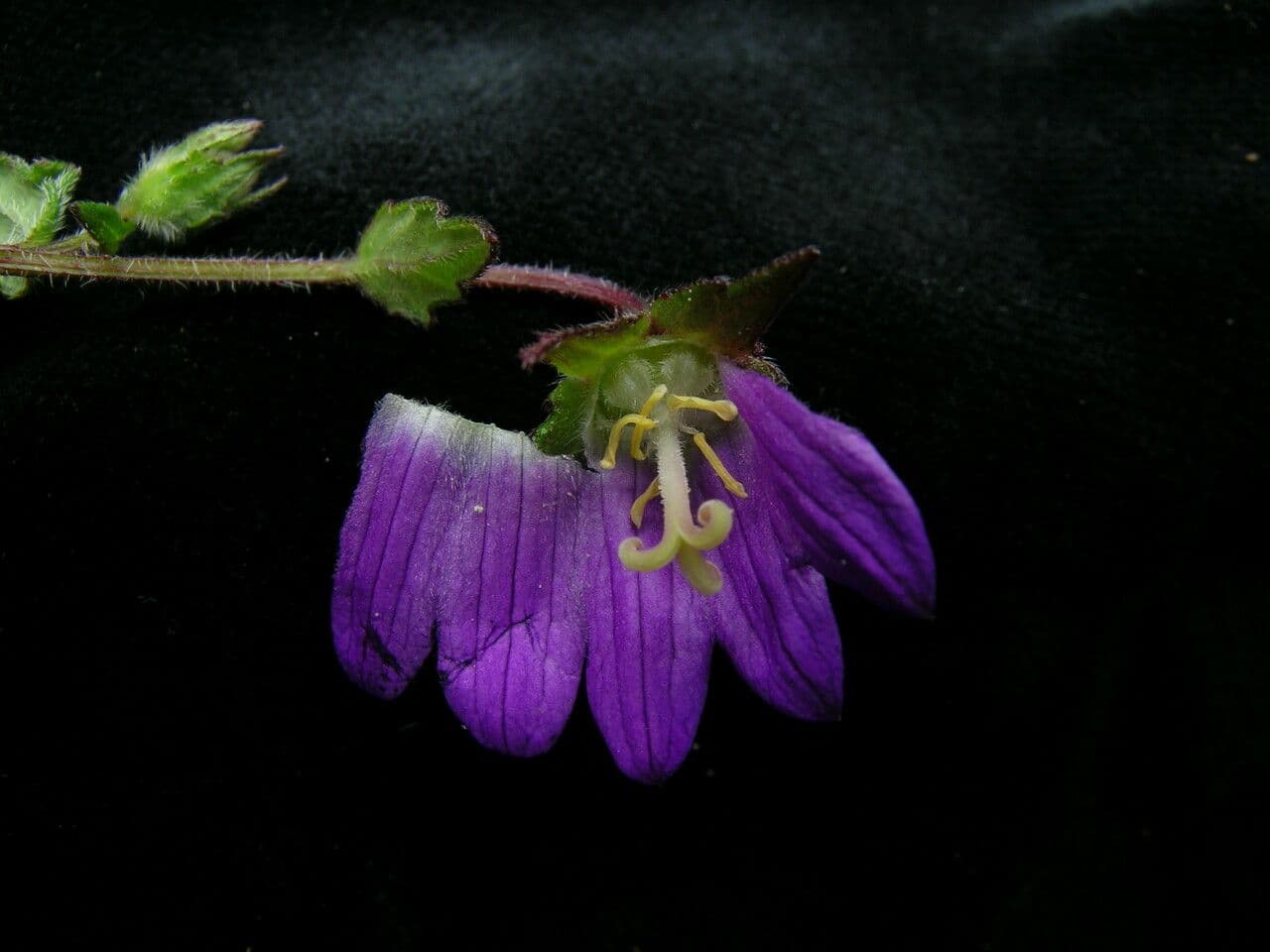 Campanula 2