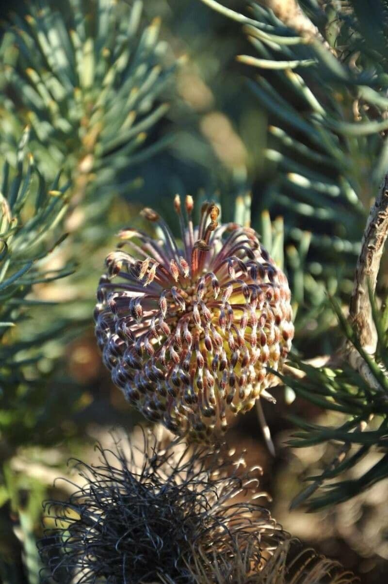 Banksia