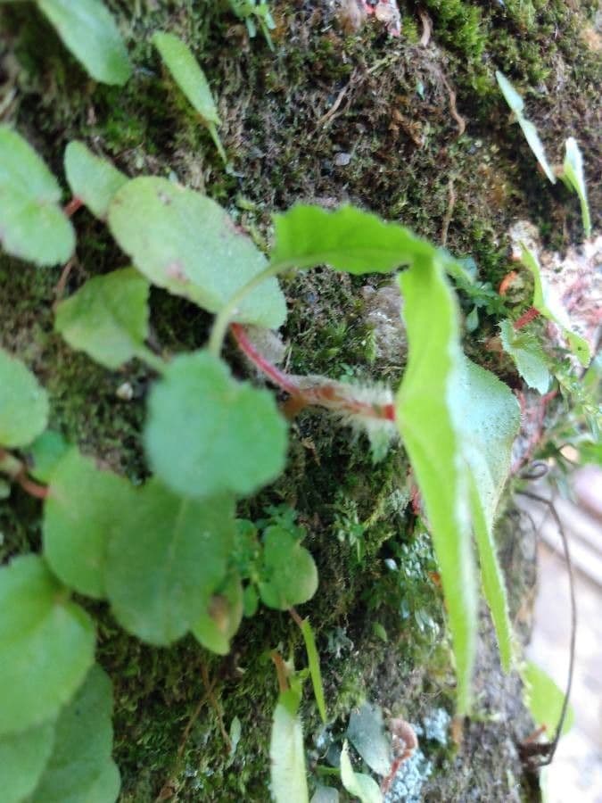 Centella asiatica 17
