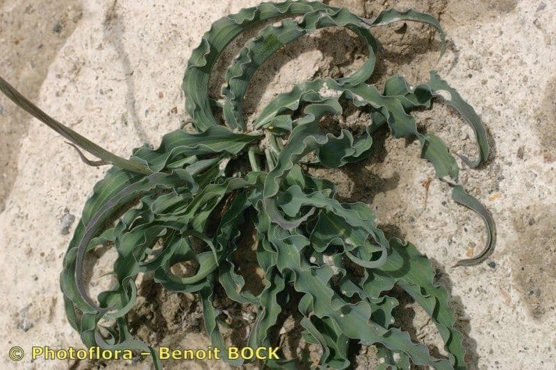 Scorzonera austriaca 20