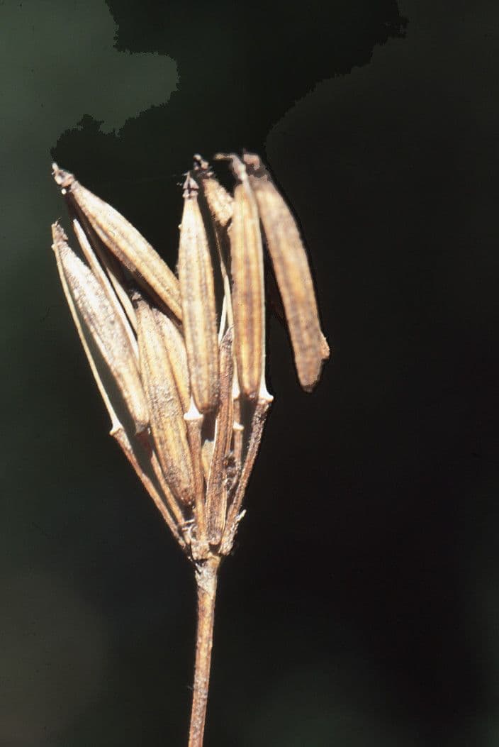 Cerfoglio dorato 3
