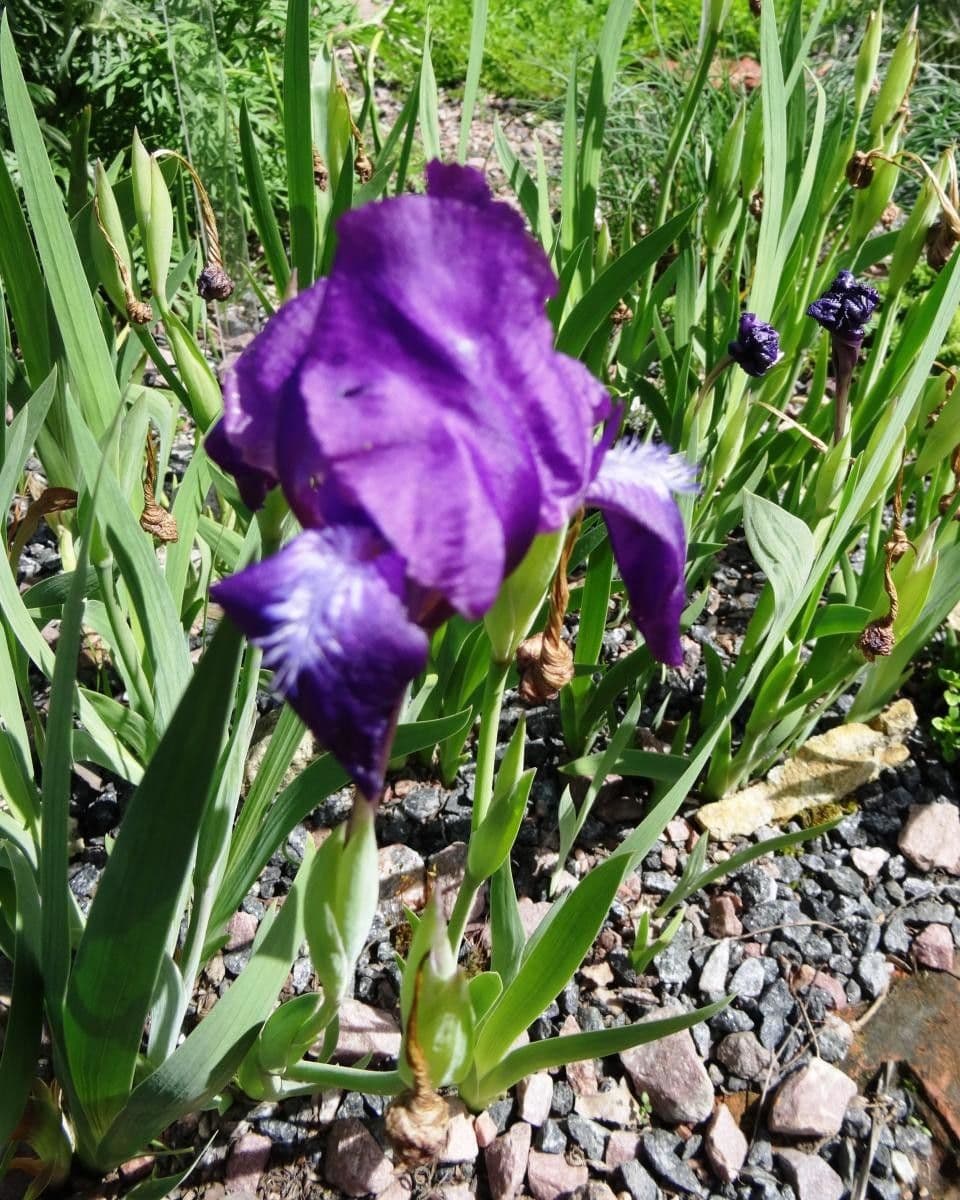 Iris 3