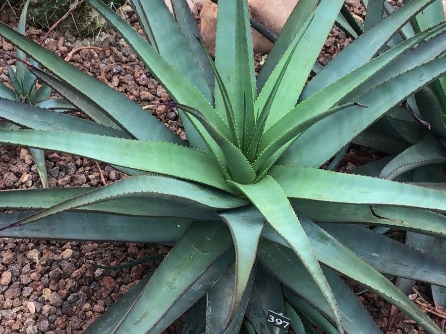 Aloe 2