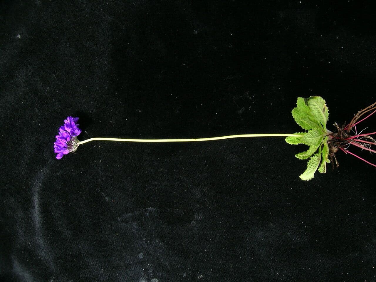 Primula 10