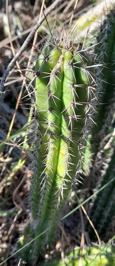 Praecereus euchlorus 11