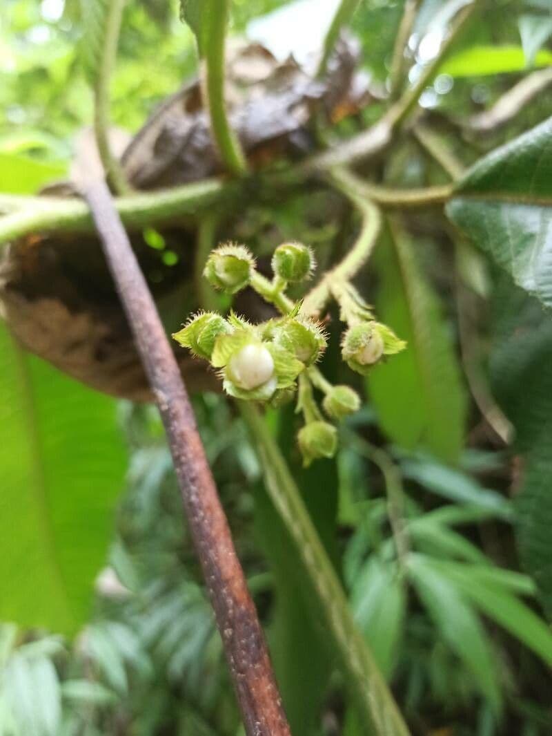 Saurauia 9