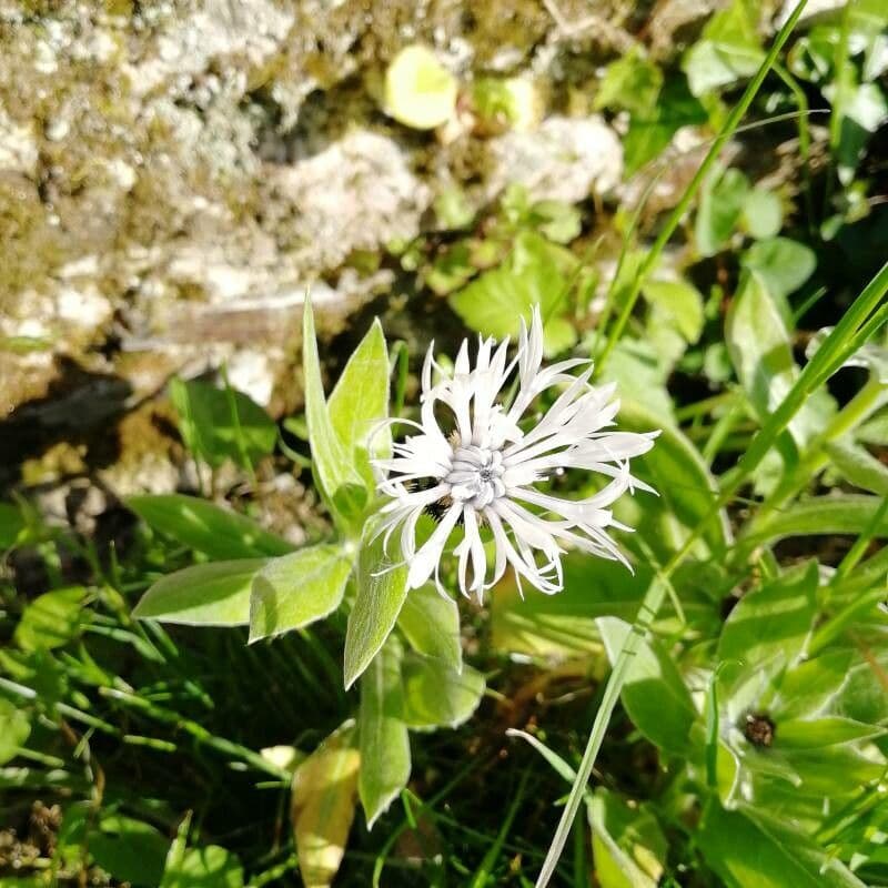Weiße Flockenblume 5