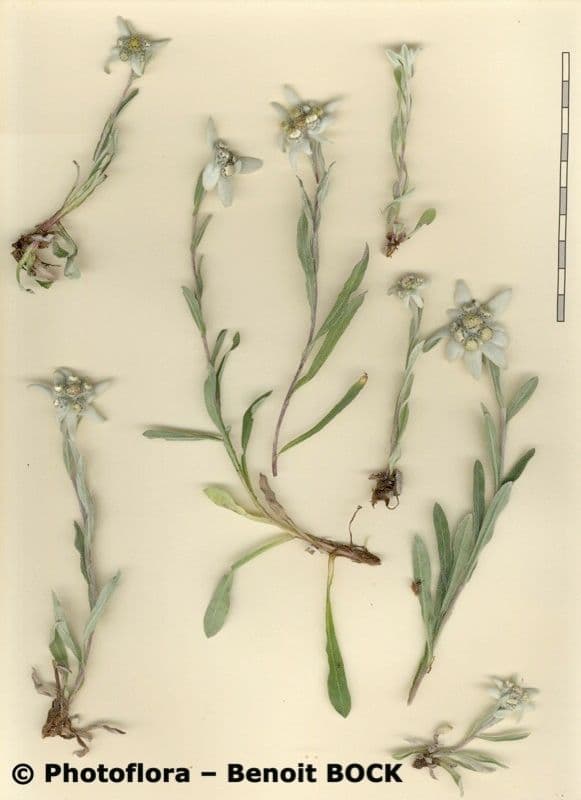 Plesnivec alpský 27