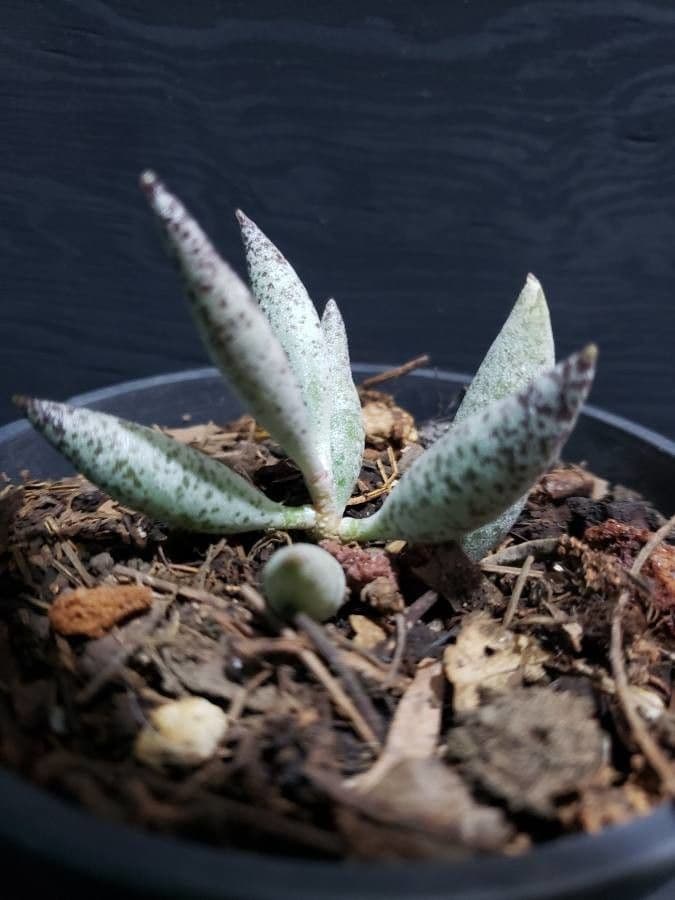 Adromischus 2