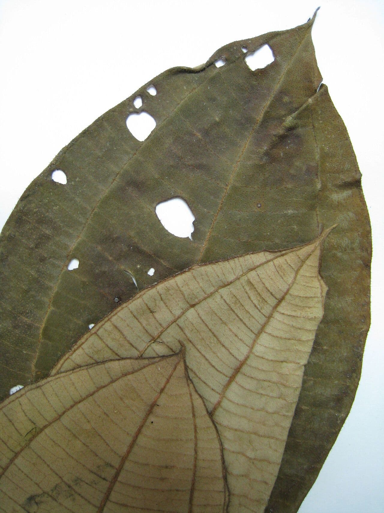 Henriettea succosa 7