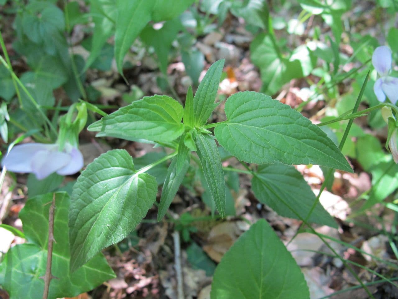 Viola 15