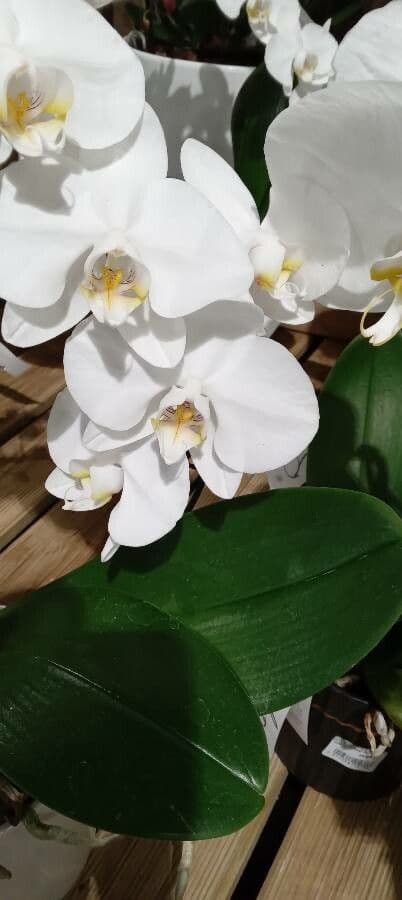 Orchidea farfalla 9