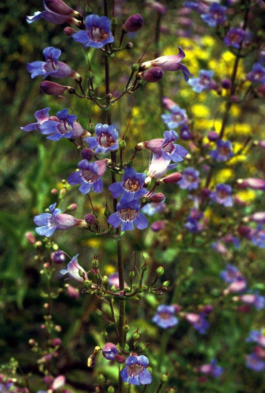 Linaria-like Penstemon 7