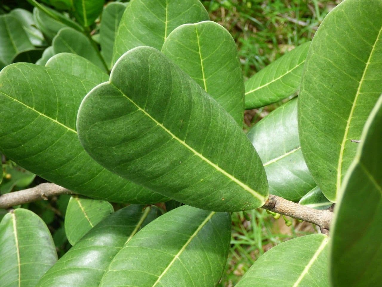 Madagaskar-Olive 17