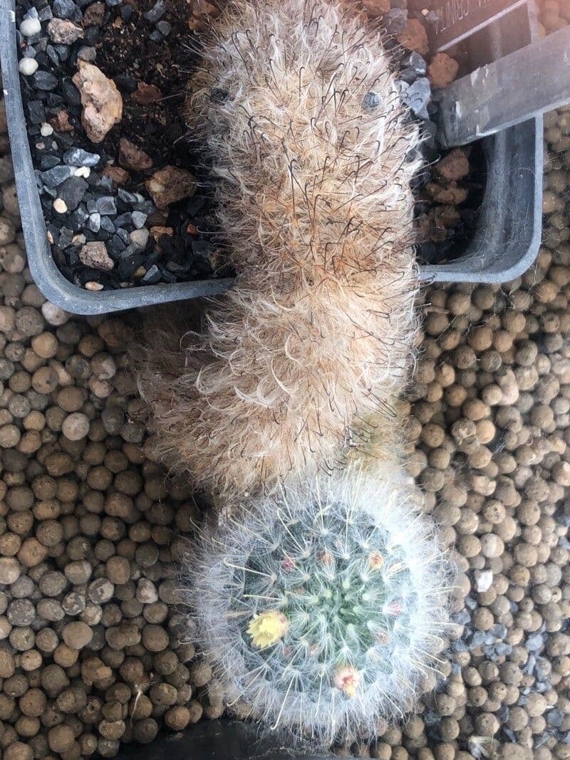 Cactus coussin à fleurs vertes 2