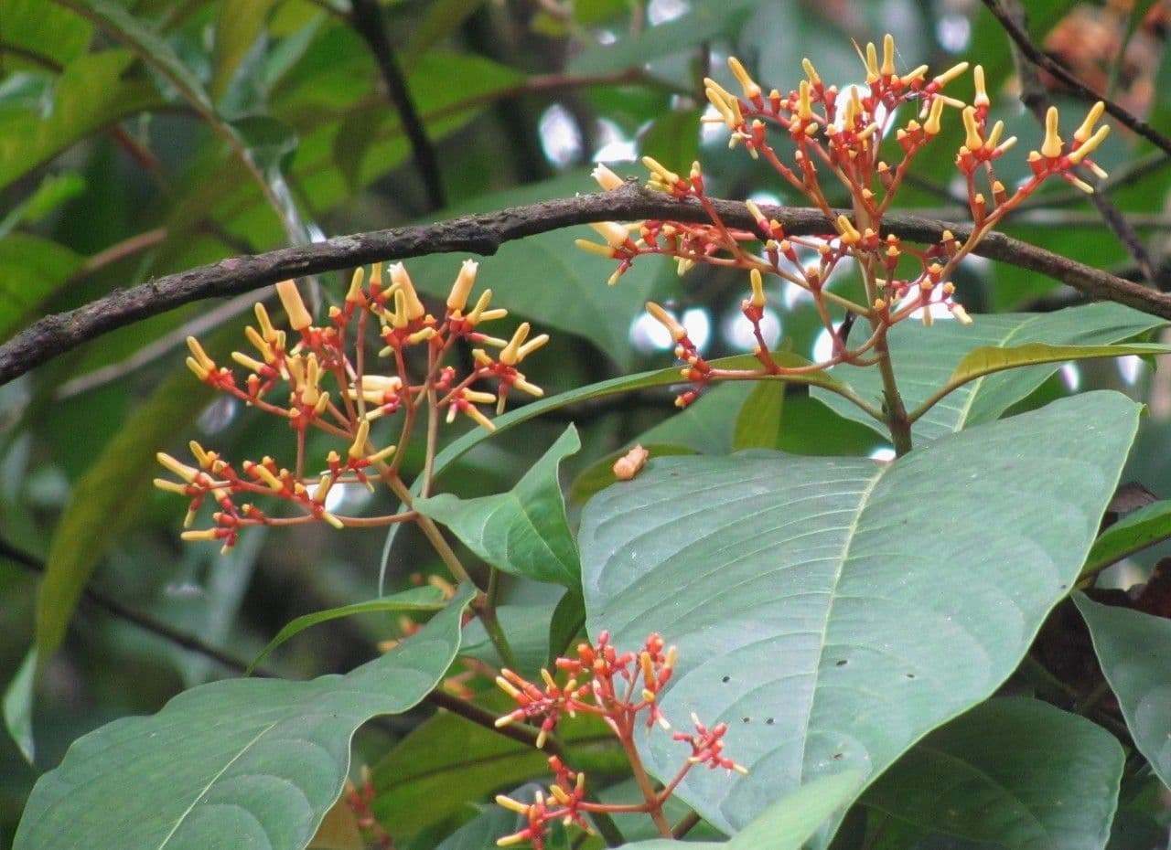 Hamelia 6