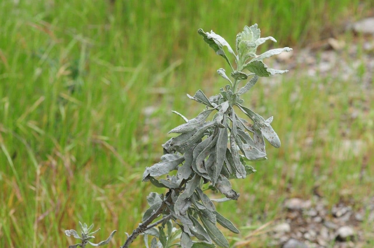 Yerba santa 4