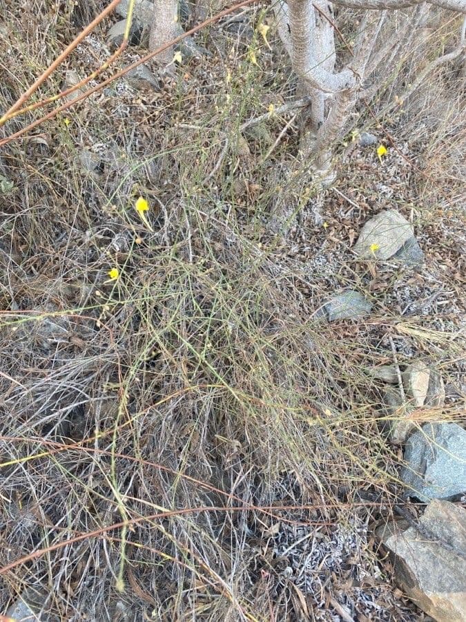 Linaria spartia 8