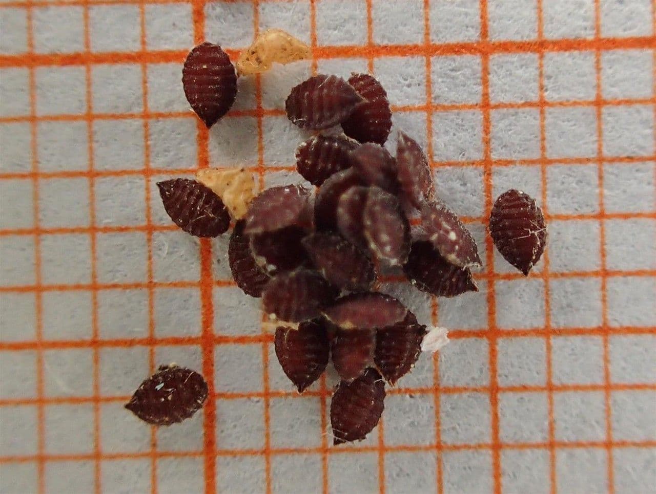 Ossalide corniculata 29
