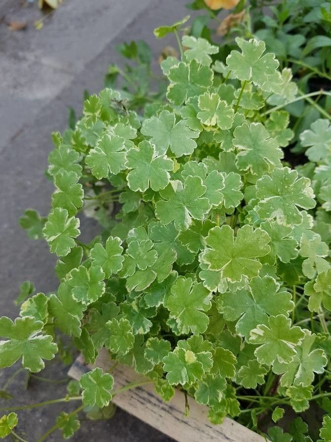 Puhenka americká 2