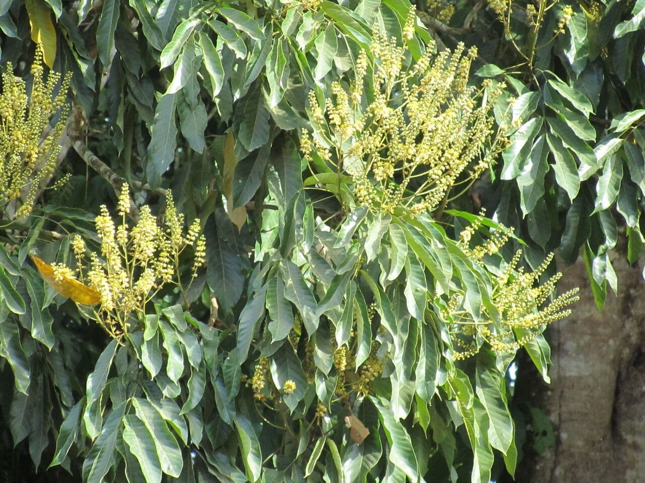 Tachigali 8