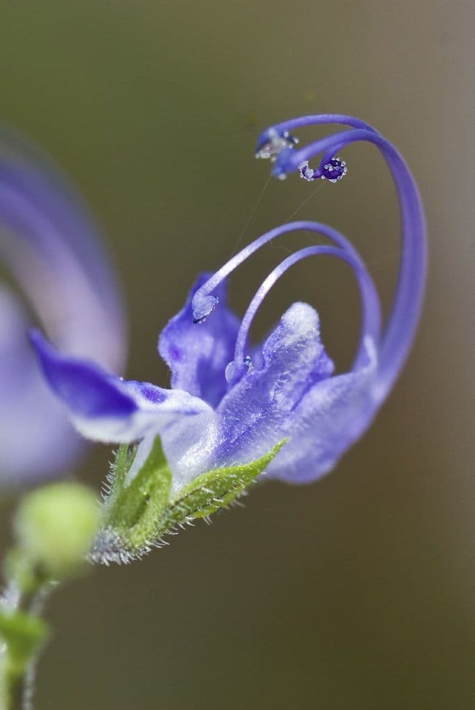 Trichostema 2