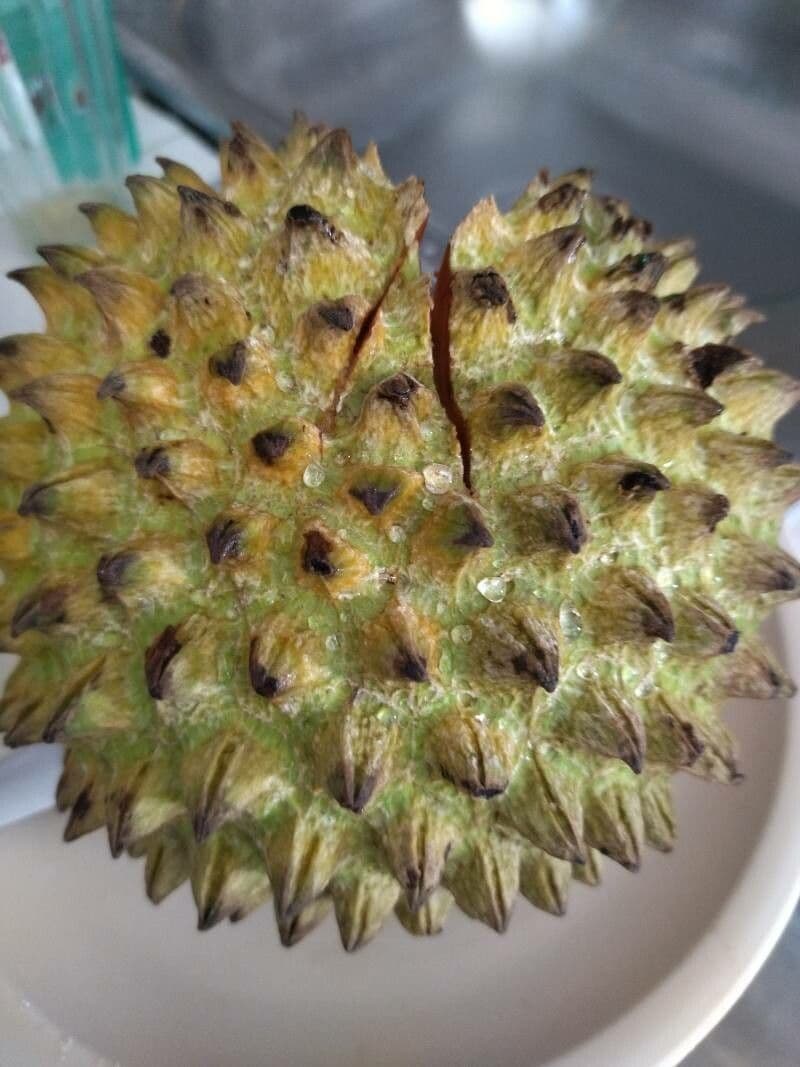 Annona purpurea 4