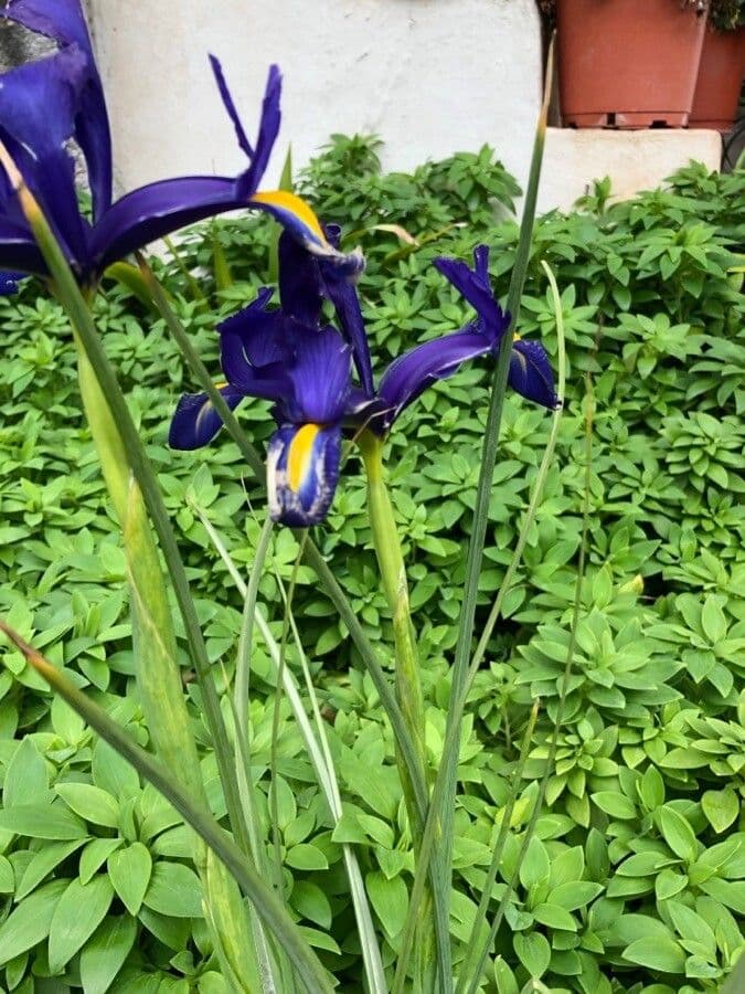 Iris xiphium 13