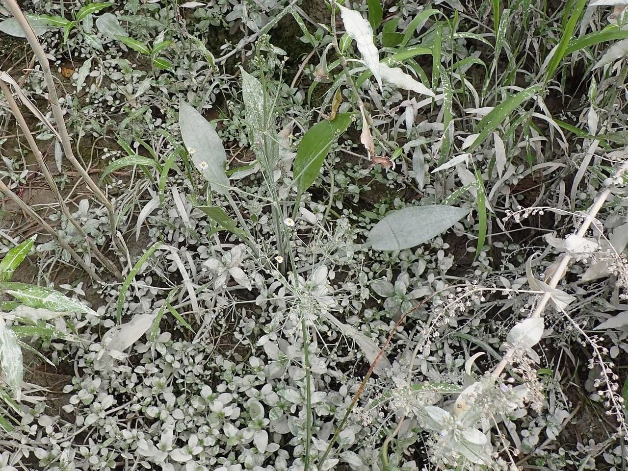 Alisma lancéolé 22