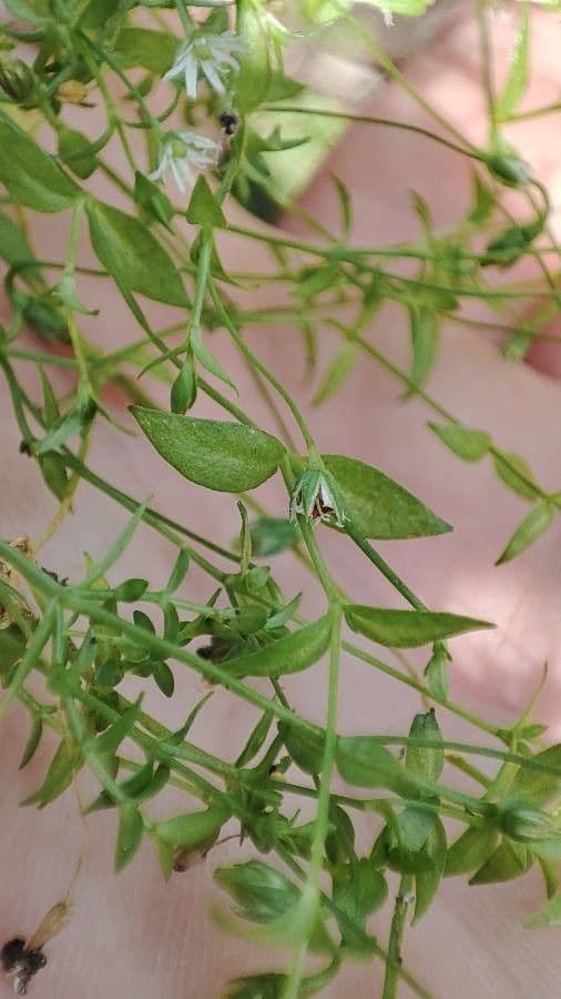 Stellaria carnosa 11