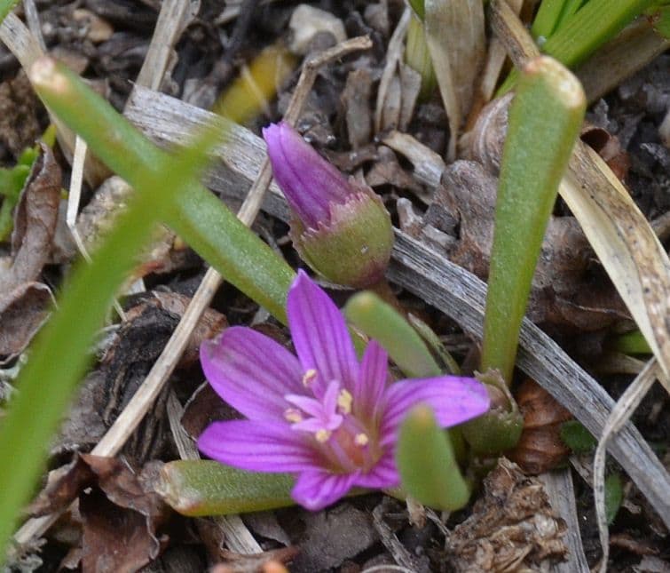 Lewisia nana