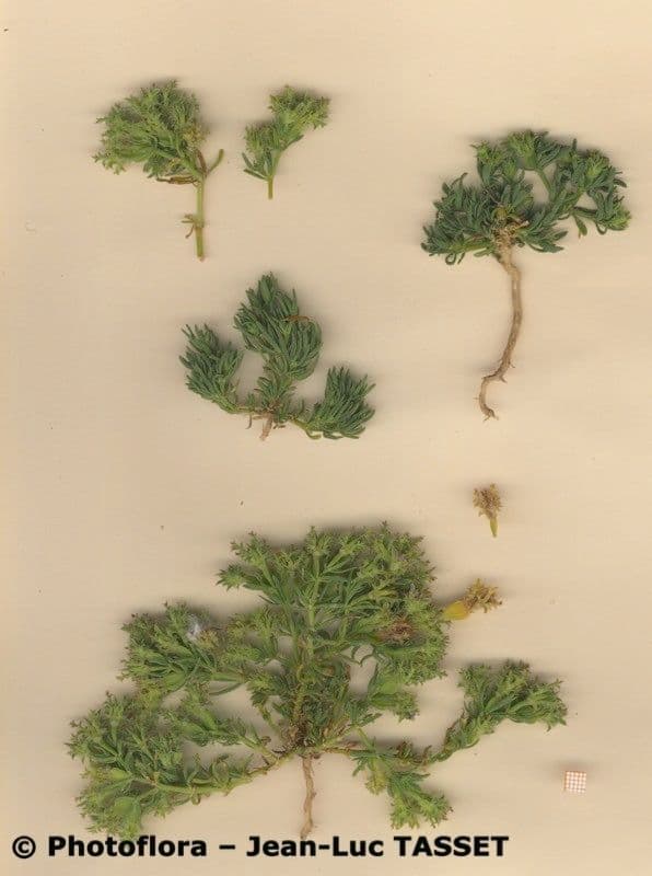 Pteranthus 8