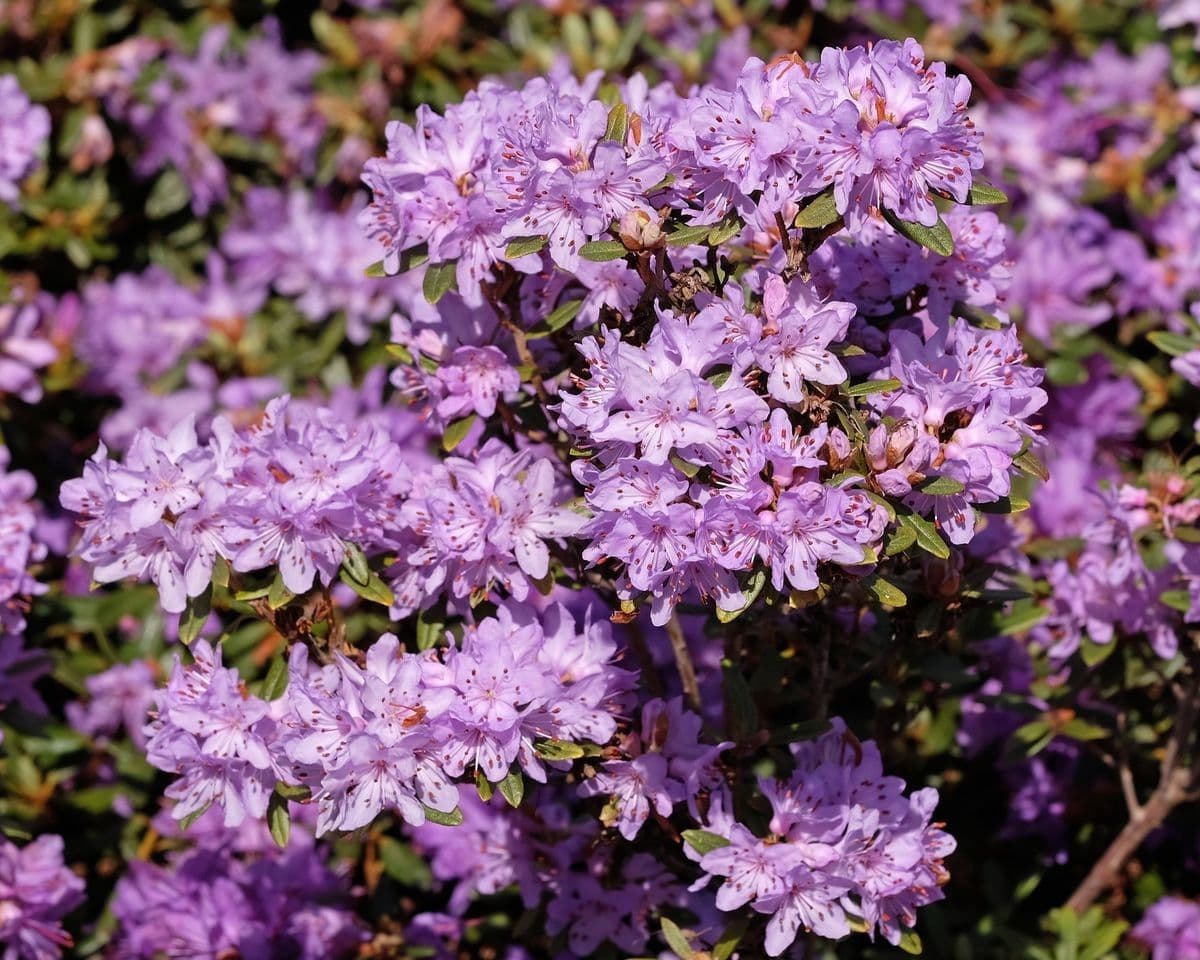 Rododendro