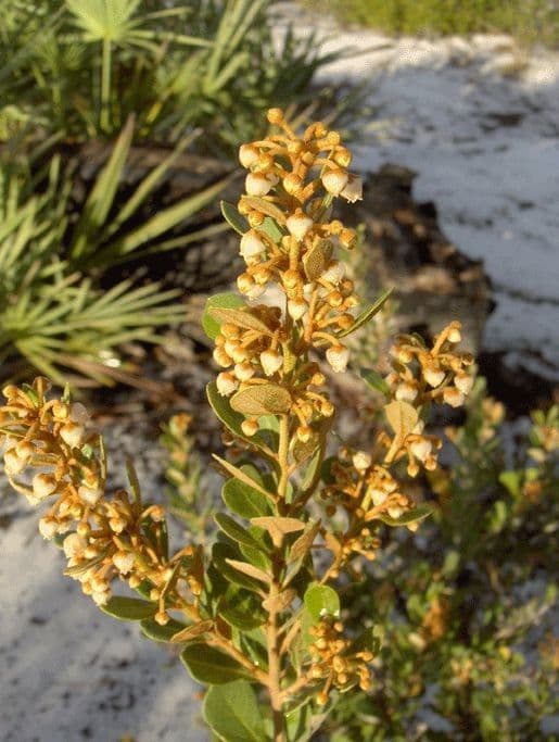Lyonia rezavá 3
