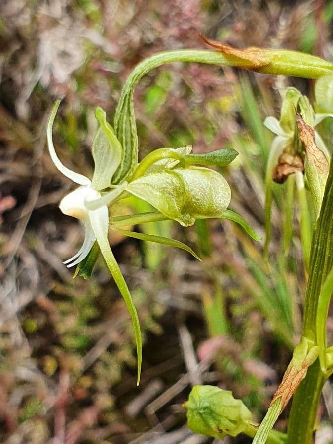 Habenaria 4