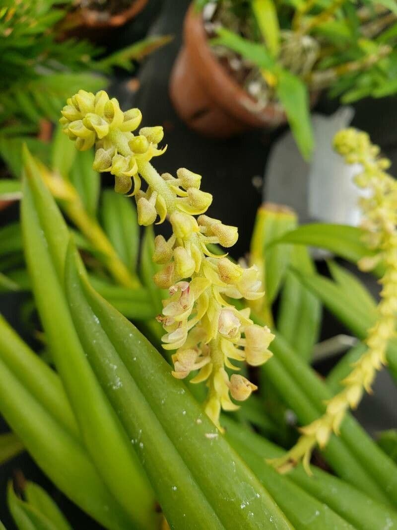 Reichblütige Mycaranthes 2