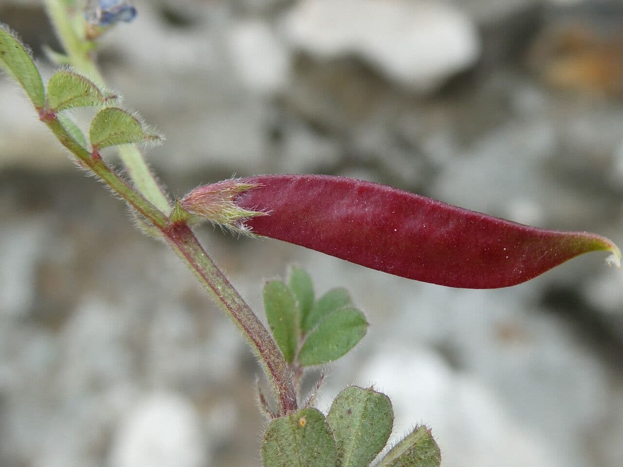 Veccia lathyroides 2