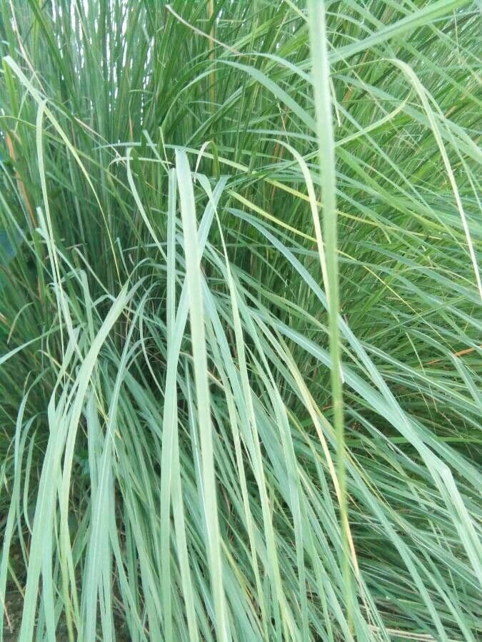 Saccharum 10