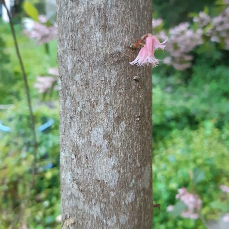 Elaeocarpus reticulatus 20