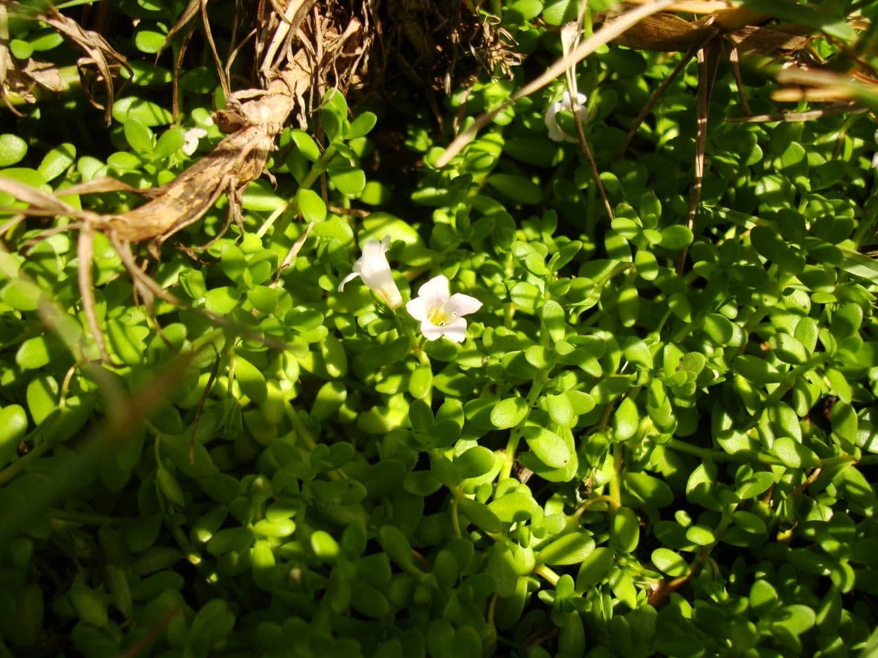 Brahmi 14