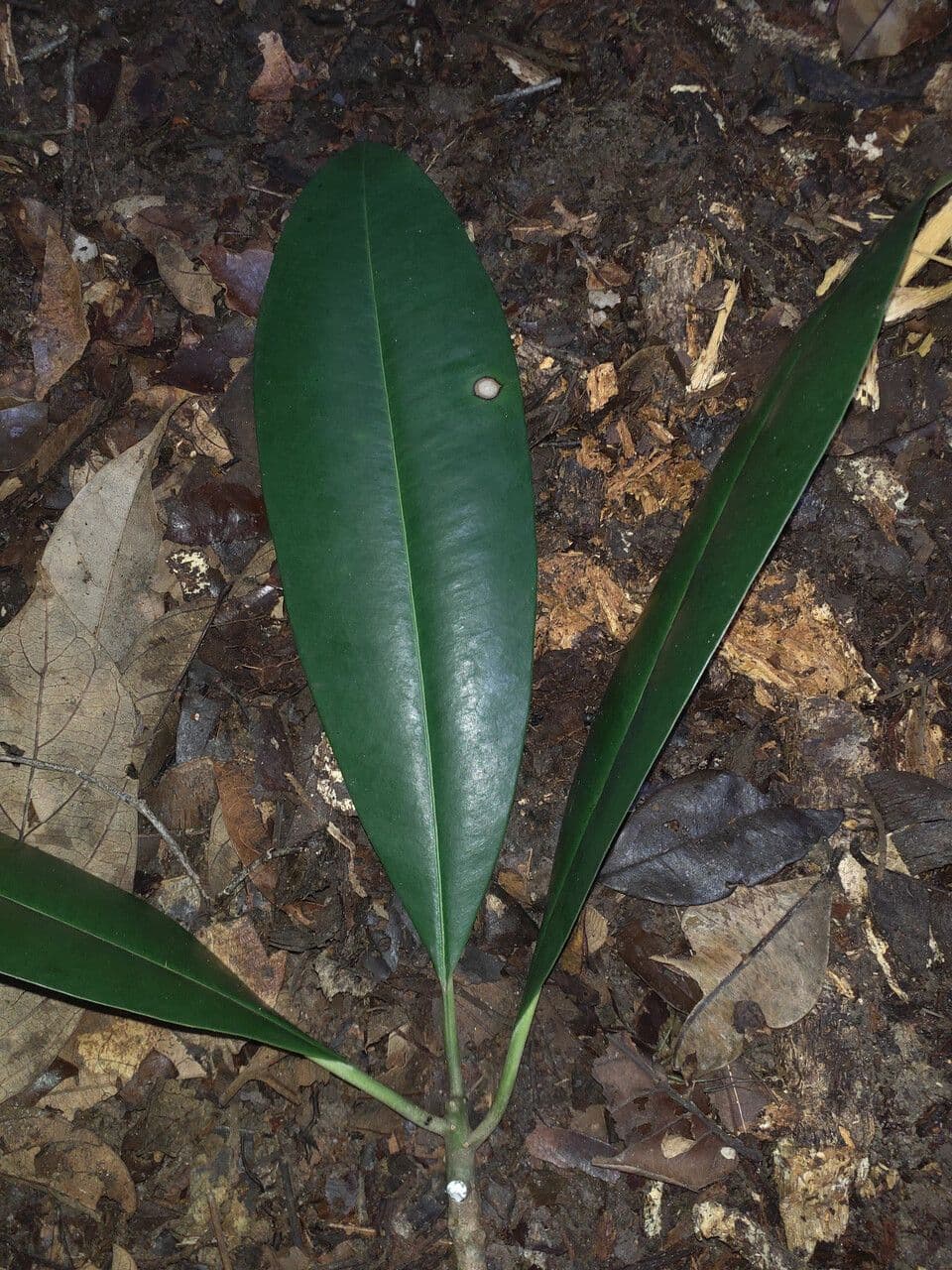Manilkara 6