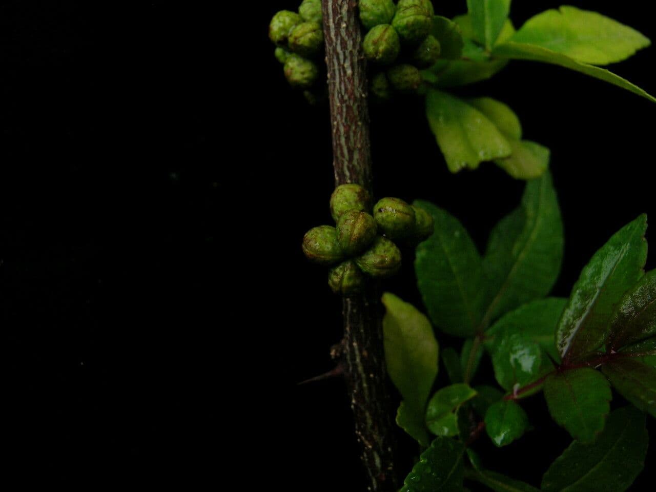 Dornblume 4