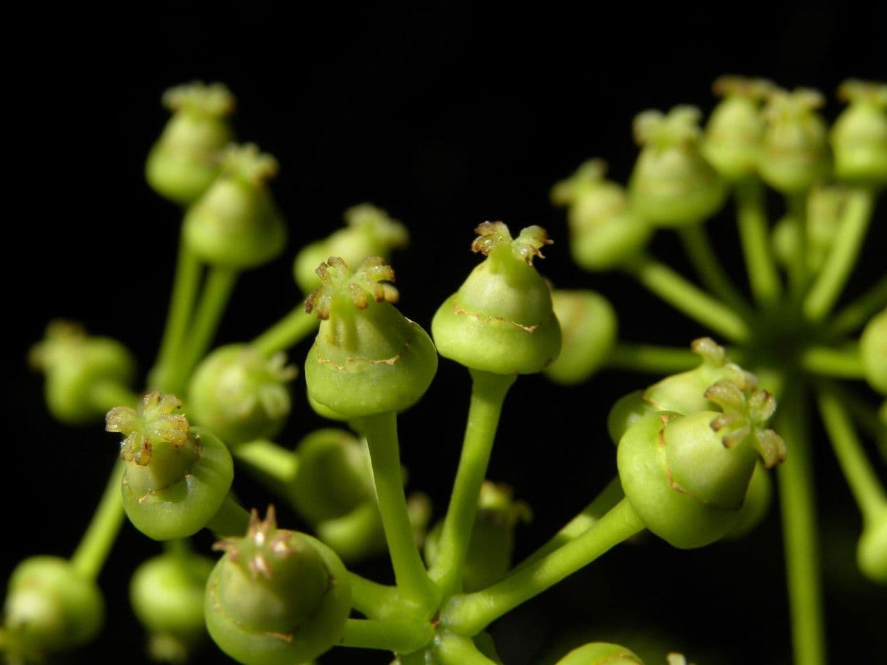 Polyscias 6