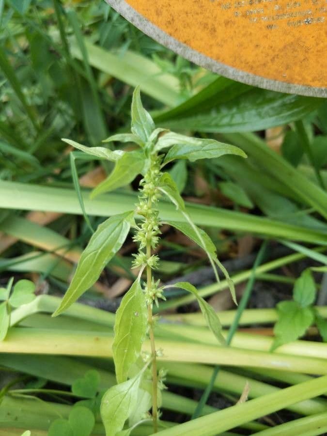 Parietaria pensilvanica