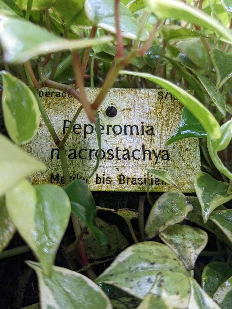 Peperómie 6