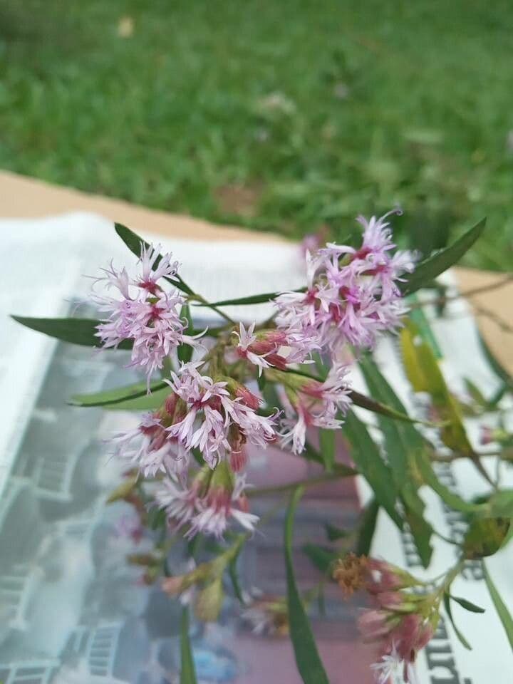 Vernonanthura montevidensis 2