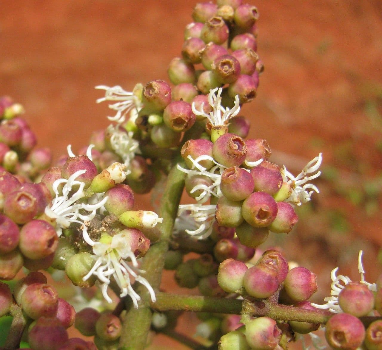 Miconia lonchophylla 5